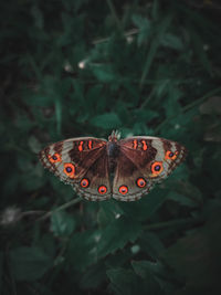 Close-up of butterfly on flower