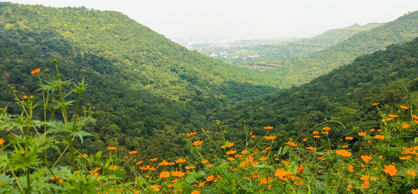 Scenic view of flowering plants growing on land