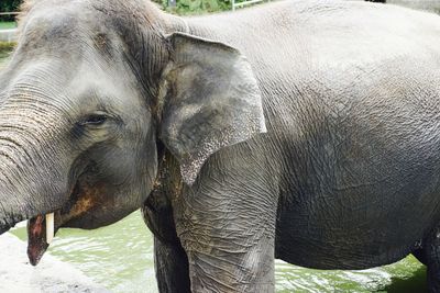 Elephant standing outdoors