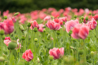 Close-up of pink tulips on field