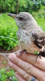 Close-up of hand holding bird