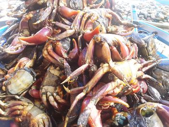Close-up of fish for sale in market