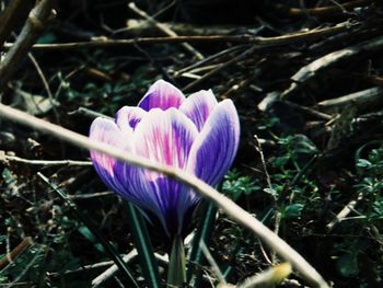 Close-up of purple crocus flowers on field
