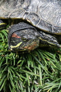 High angle view of turtle on field