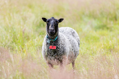 Portrait of black dog on grassy field