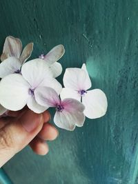 Close-up of flowers