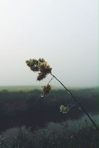 Plants growing on field