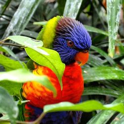 Close-up of rainbow lorikeet