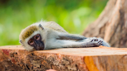 Close-up of a monkey sleeping on a bench