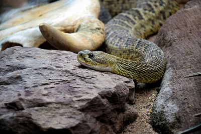 Close-up of lizard on rock