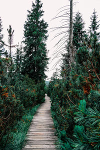 Footpath amidst trees in forest against sky