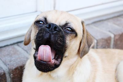 Close-up portrait of a dog