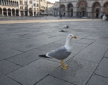 Seagulls on a street