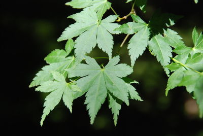 Close-up of cannabis plant growing outdoors