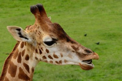 Close-up of giraffe on field