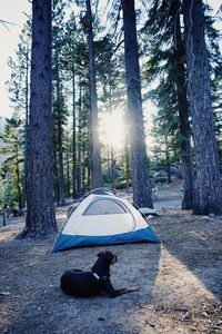 View of an animal amidst trees in forest