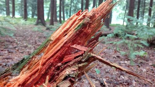 Close-up of tree trunk in forest