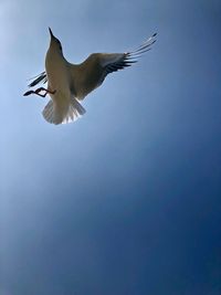 Low angle view of seagull flying