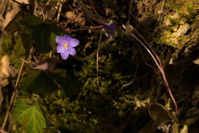 Close-up of flower growing on plant