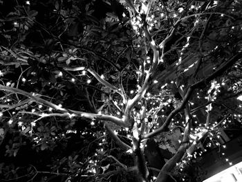 Low angle view of illuminated tree