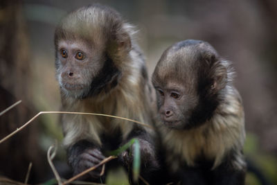 Close-up portrait of monkey