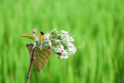 Close-up of insect on pink flowering plant