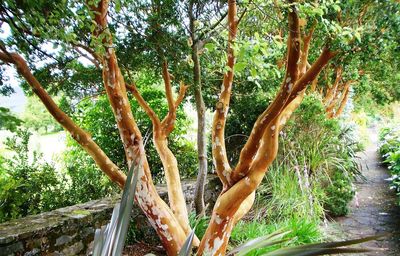 Low angle view of trees in forest