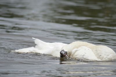 Close up of white water