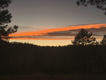 Silhouette trees in forest against sky at sunset