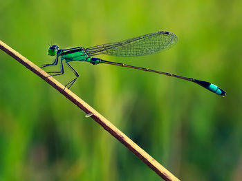 Close-up of dragonfly on plant against blurred background