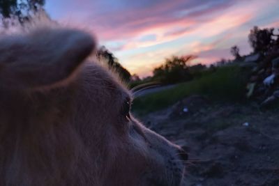 Close-up of horse on field during sunset