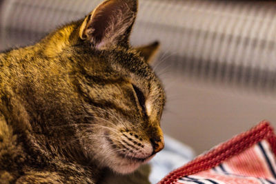 Close-up of a cat at home