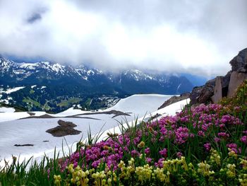 Purple flowering plants by mountains against sky