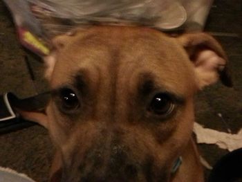 Close-up portrait of dog at home