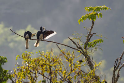 Oriental pied hornbills - anthracoceros albirostris in taman negara national park, malaysia