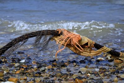 Close-up of driftwood on beach
