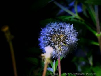 Close-up of dandelion flower