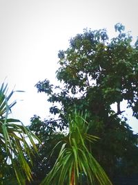 Low angle view of tree against sky