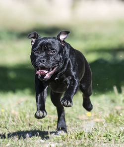 Black dog running on field