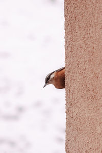 Close-up of bird perching on a tree