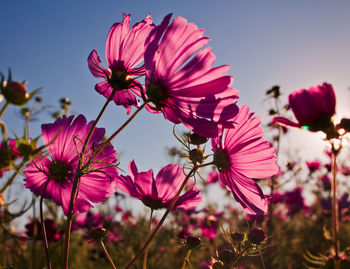 Close-up of pink cosmos flowers against sky