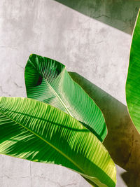 Close-up of palm tree leaves against wall