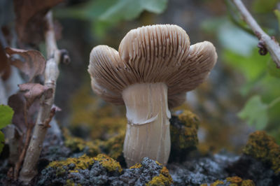 Close-up of mushrooms growing on land
