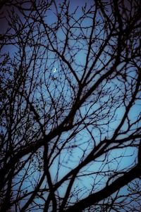 Low angle view of bare tree against blue sky