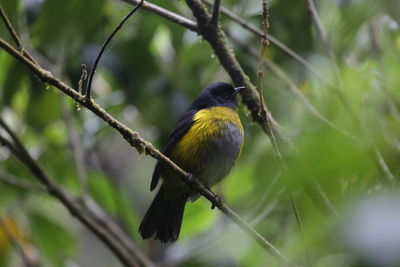 Close-up of bird perching on branch