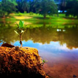 Close-up of leaf in lake against sky