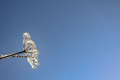 Low angle view of bird flying against clear blue sky