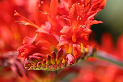 Close-up of red flower