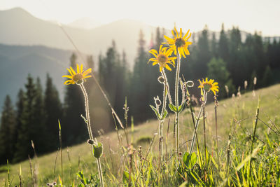 Close up dwarf sunflowers concept photo