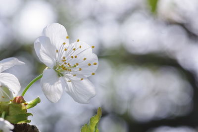 Close-up of white cherry blossoms